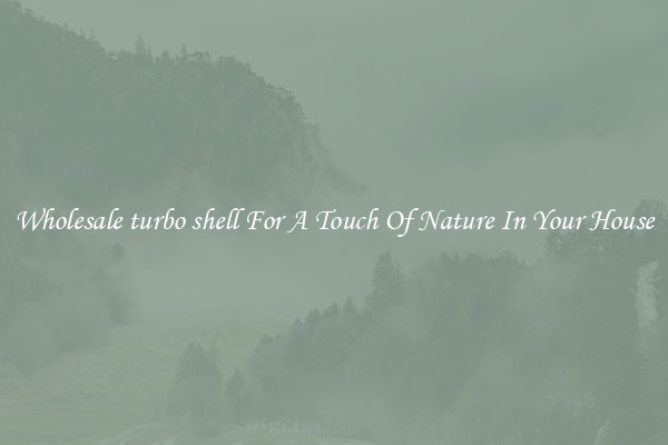 Wholesale turbo shell For A Touch Of Nature In Your House
